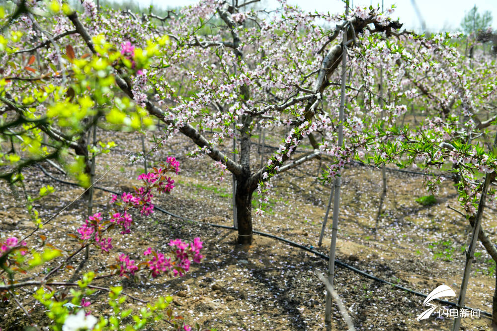 桃源仙境出彩店头临沭县店头镇第六届桃花文化旅游节开幕
