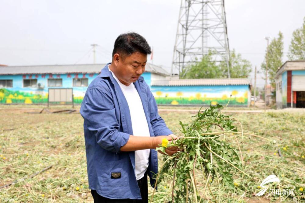 曲阜姚村镇蒲公英种植飘洒致富种振兴新农村