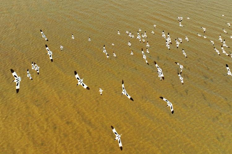 Qingdao becoming heaven for migrant birds