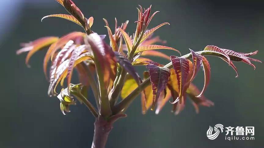 齐鲁网·闪电新闻4月22日讯在泰安市岱岳区道朗镇里峪村,漫山的香椿树