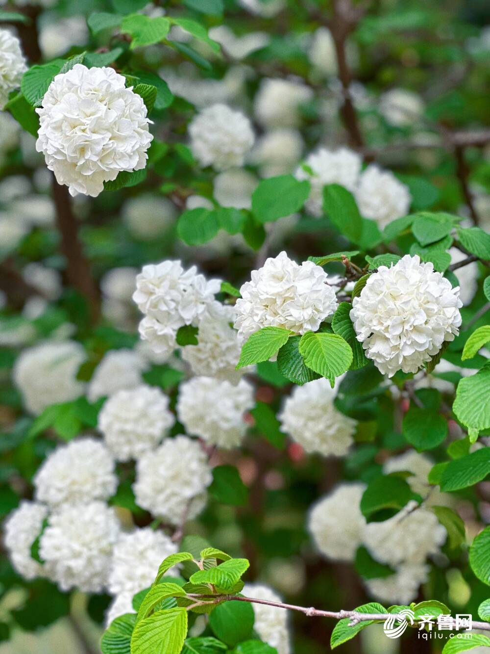每年4月到5月是雪球荚蒾的花期,开花时初为绿色,然后慢慢变浅,最后变