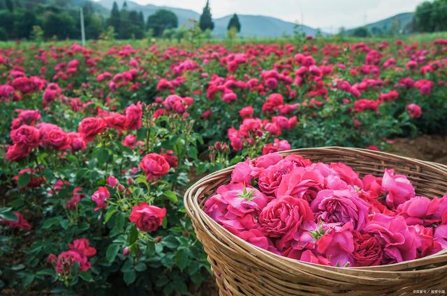 Pingyin to stage annual rose festival