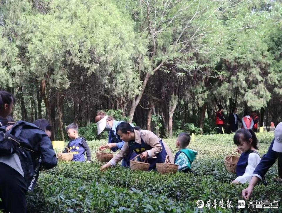 以茶会友,茶旅融合!莒县浮来青第七届茶文化旅游节开幕