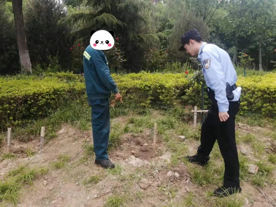 宁阳两男子偷拔绿化带月季花回家栽 警方：拘留！