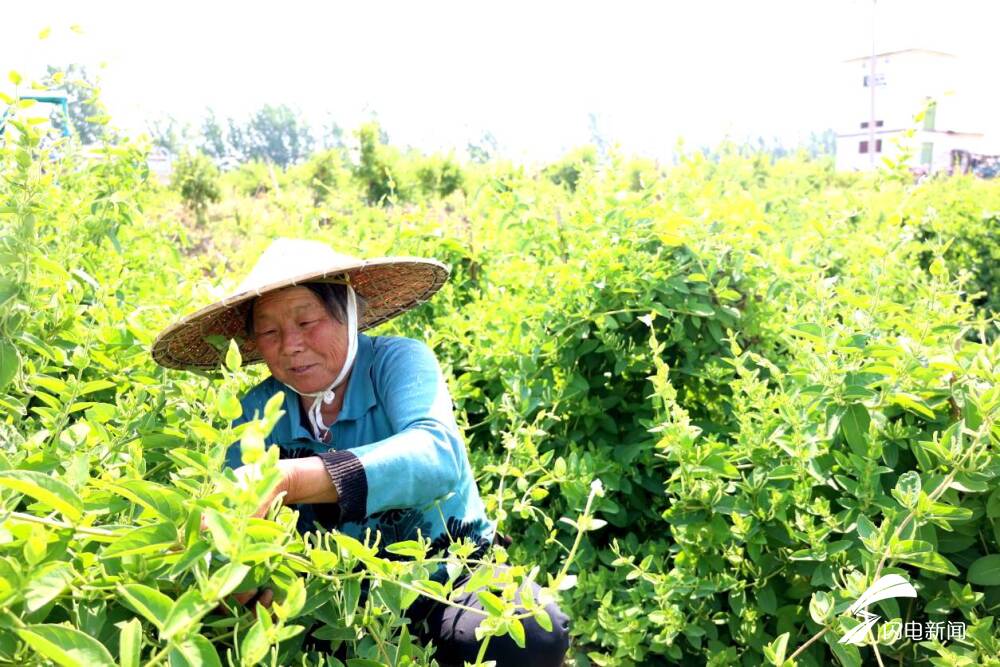 曲阜:构建"金银"产业链 "一花一业"兴乡村