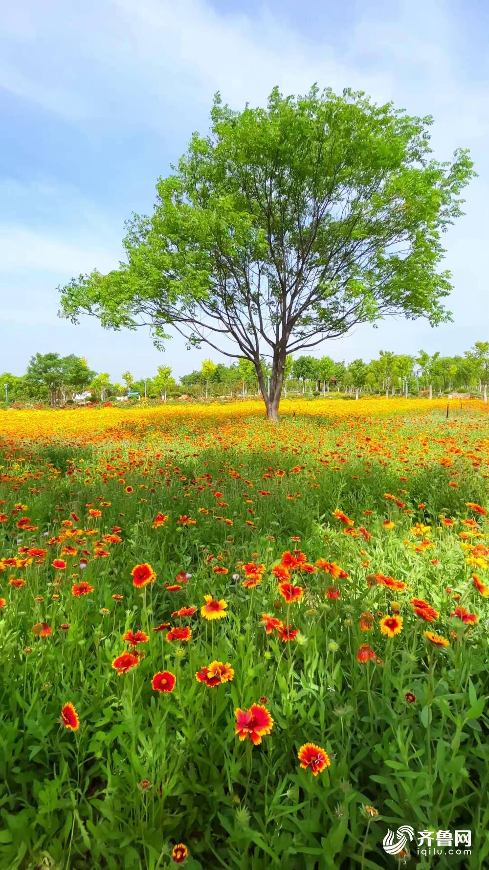 大片金鸡菊盛开 东平白佛山前有个"莫奈花园"