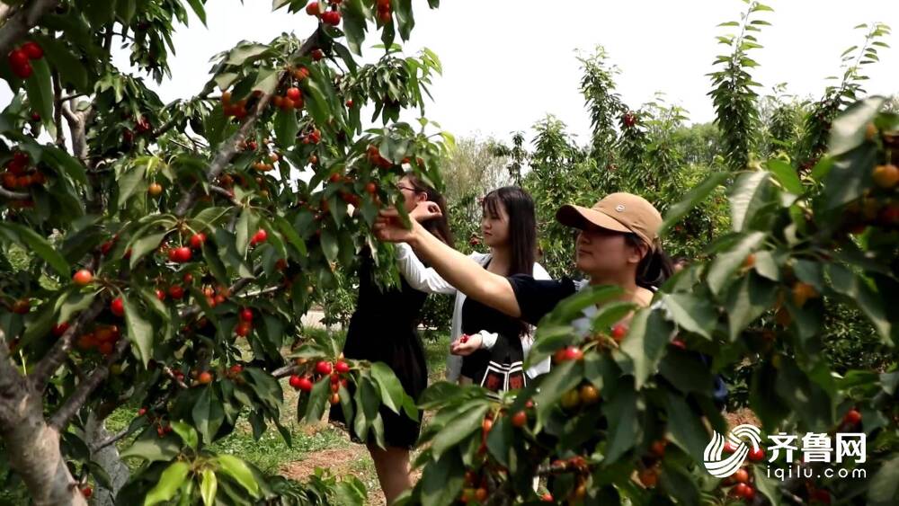 新泰:樱桃成熟红满枝 乐享乡村好时节_泰安民生_泰安_齐鲁网