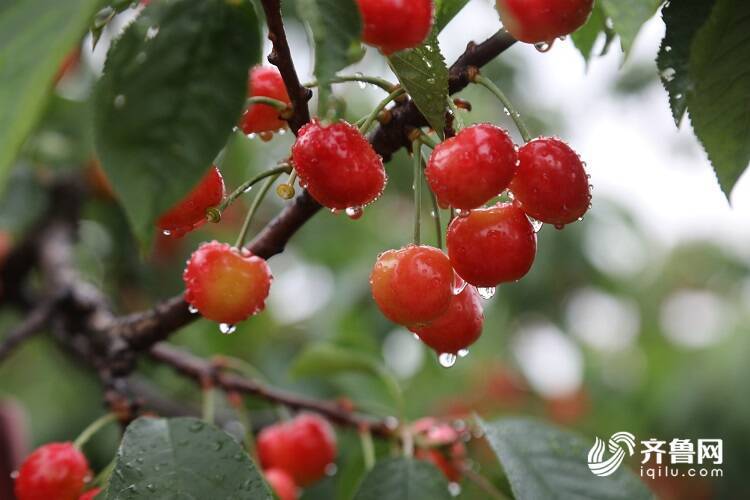 第十八届烟台大樱桃节暨福山大樱桃马拉松活动在福山开幕