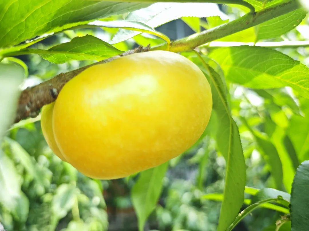 大棚油桃上市！“中国蜜桃之乡”再上新品种