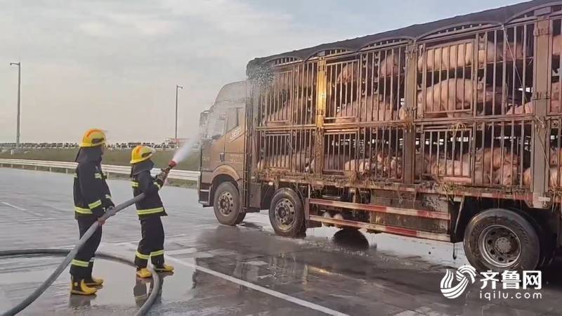 500头活猪集体中暑 德州消防员开启"淋浴"降温