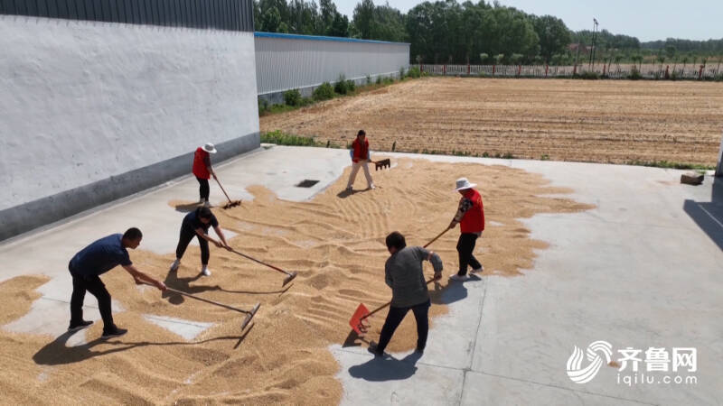 齐河:公共区域变身"晒麦场" 农户晒粮更舒心