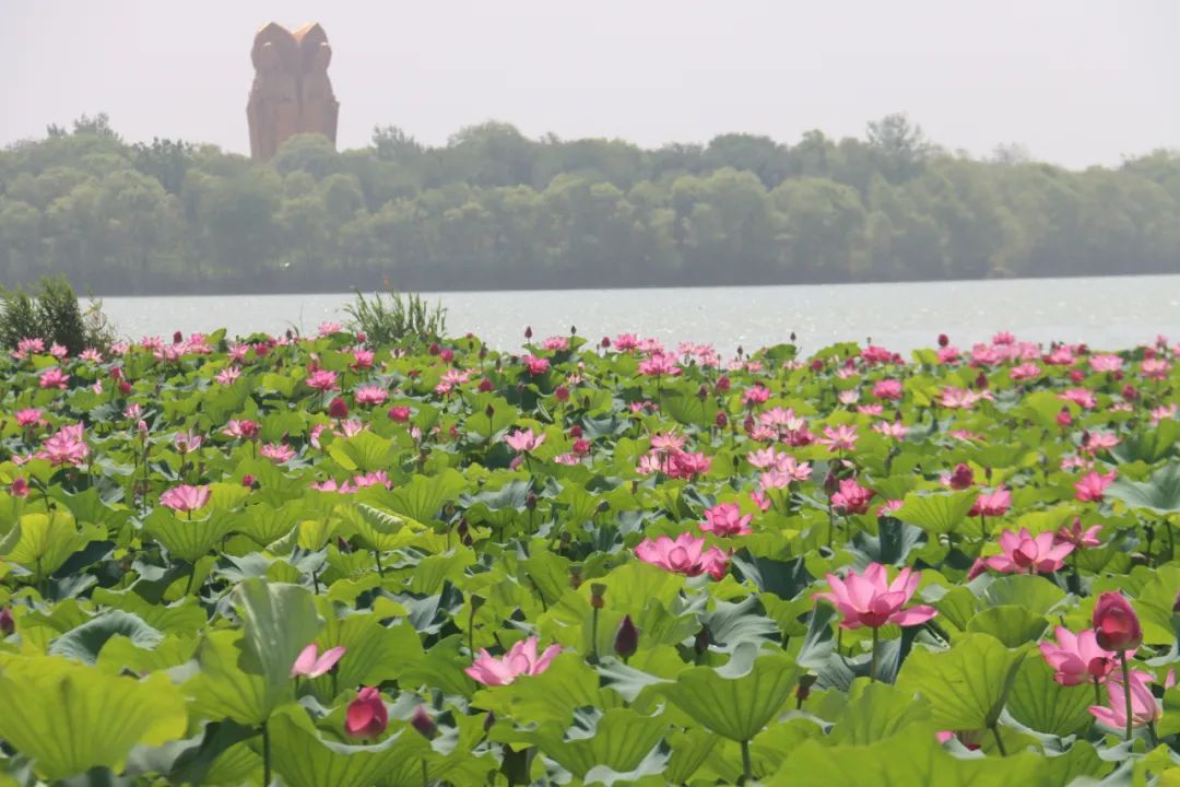 济宁太白湖景区图片图片