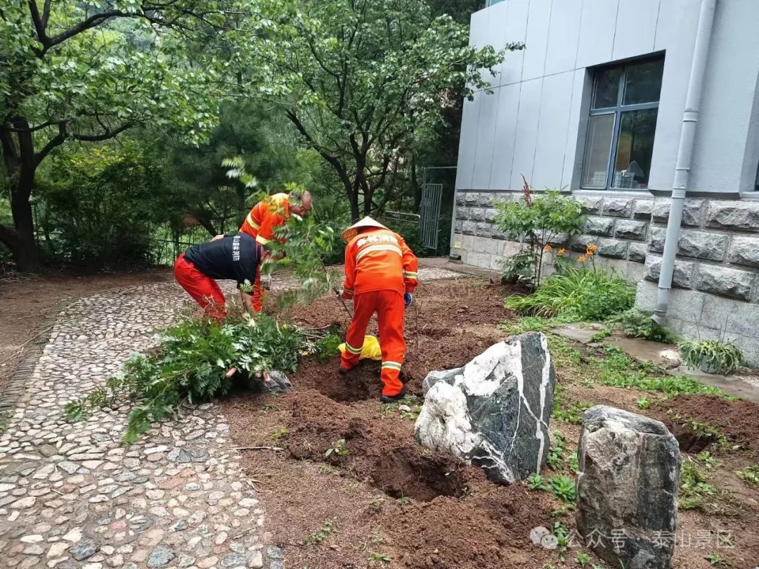 泰山景区雨季移栽泰山花楸 助力珍稀物种多样性保护