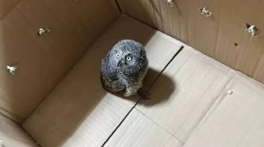 飞行嘉宾来啦！保护鸟类“做客”警营