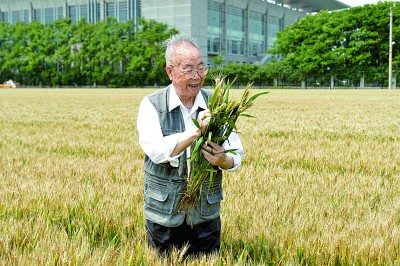 《光明日報》頭版追憶山東小麥育種學家李晴祺：二十六年馴服一頭“牛”