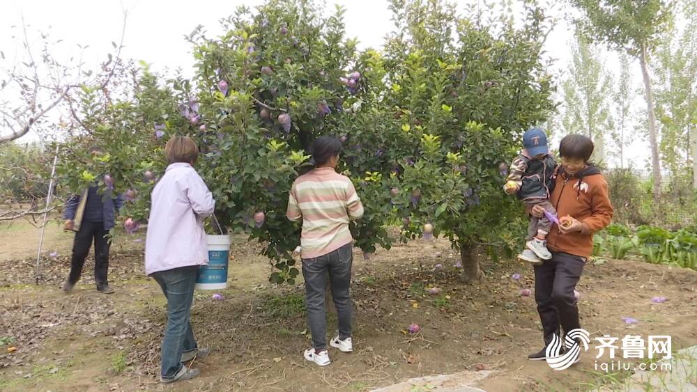 天博电竞网址乐陵：多样化特色种植 拓宽群众致富路(图4)