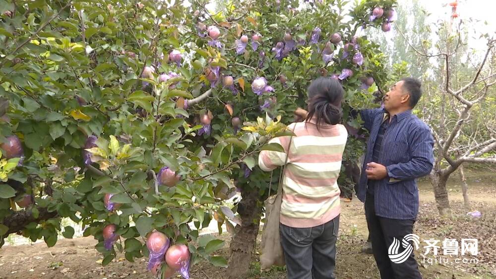 天博电竞网址乐陵：多样化特色种植 拓宽群众致富路(图3)