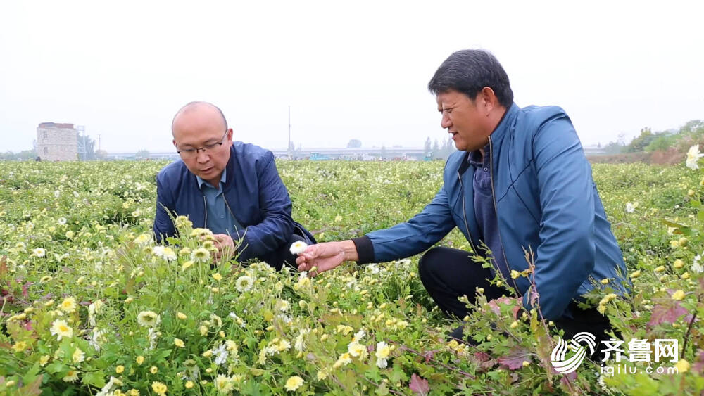 泰安市岱岳区:整治河滩地 菊花香两岸(图2)