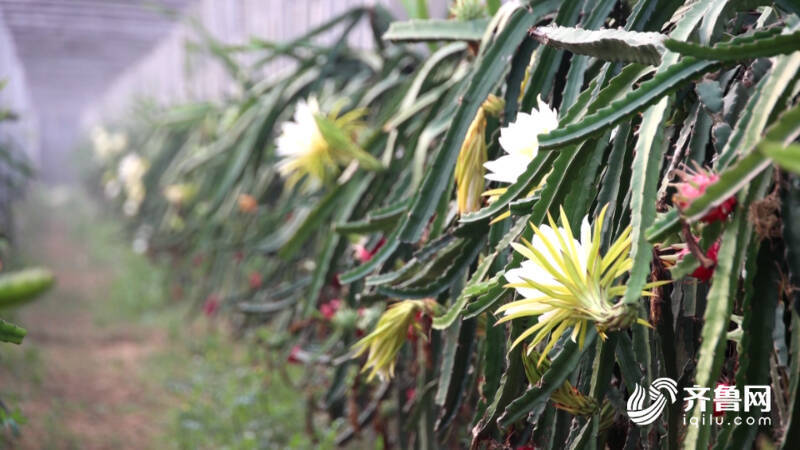 齐河：南果北种 火龙果特色种开云体育下载植助推“农业+旅游”双发展(图4)