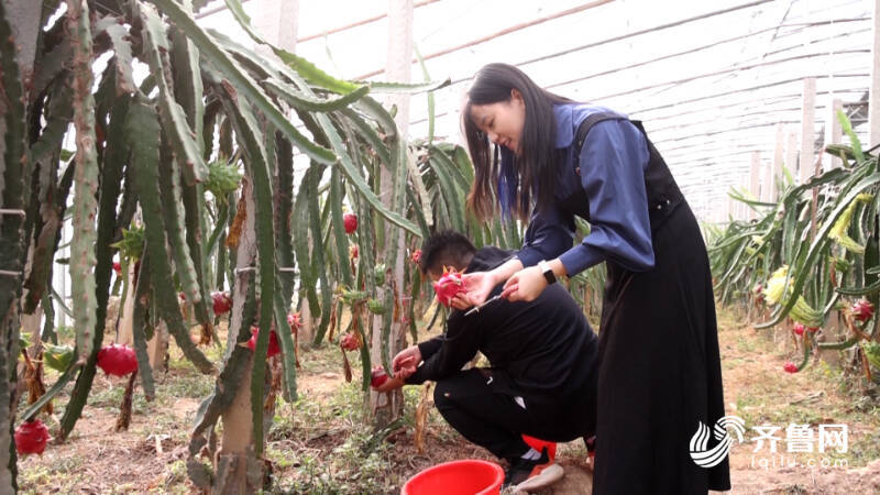 齐河：南果北种 火龙果特色种开云体育下载植助推“农业+旅游”双发展(图5)