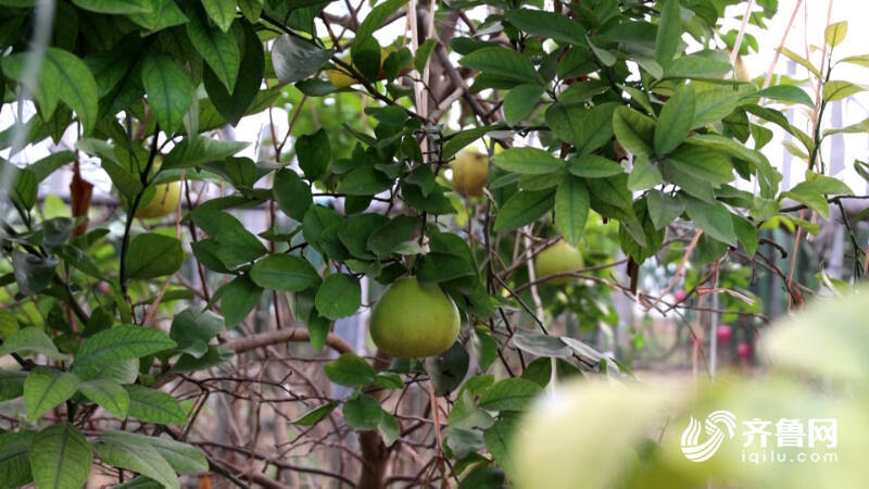 齐河：南果北种 火龙果特色种开云体育下载植助推“农业+旅游”双发展(图6)