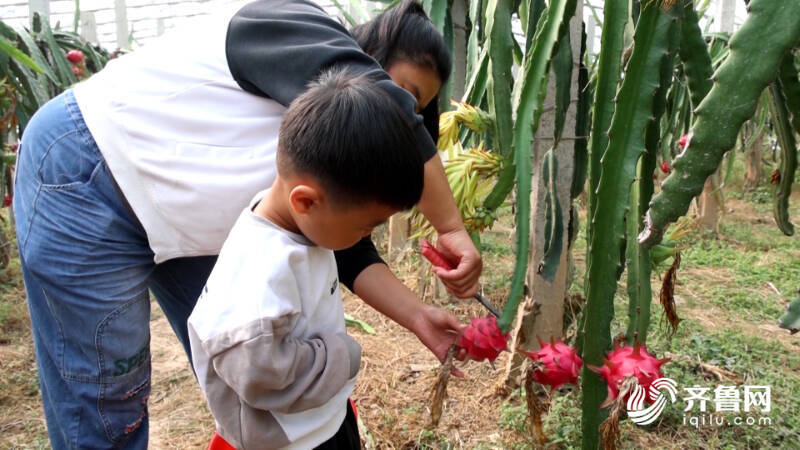 齐河：南果北种 火龙果特色种开云体育下载植助推“农业+旅游”双发展(图3)