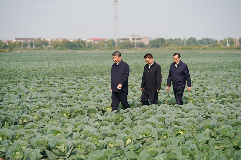 2024年11月5日，習近平總書記在湖北嘉魚潘家灣鎮(zhèn)十里蔬菜長廊考察。