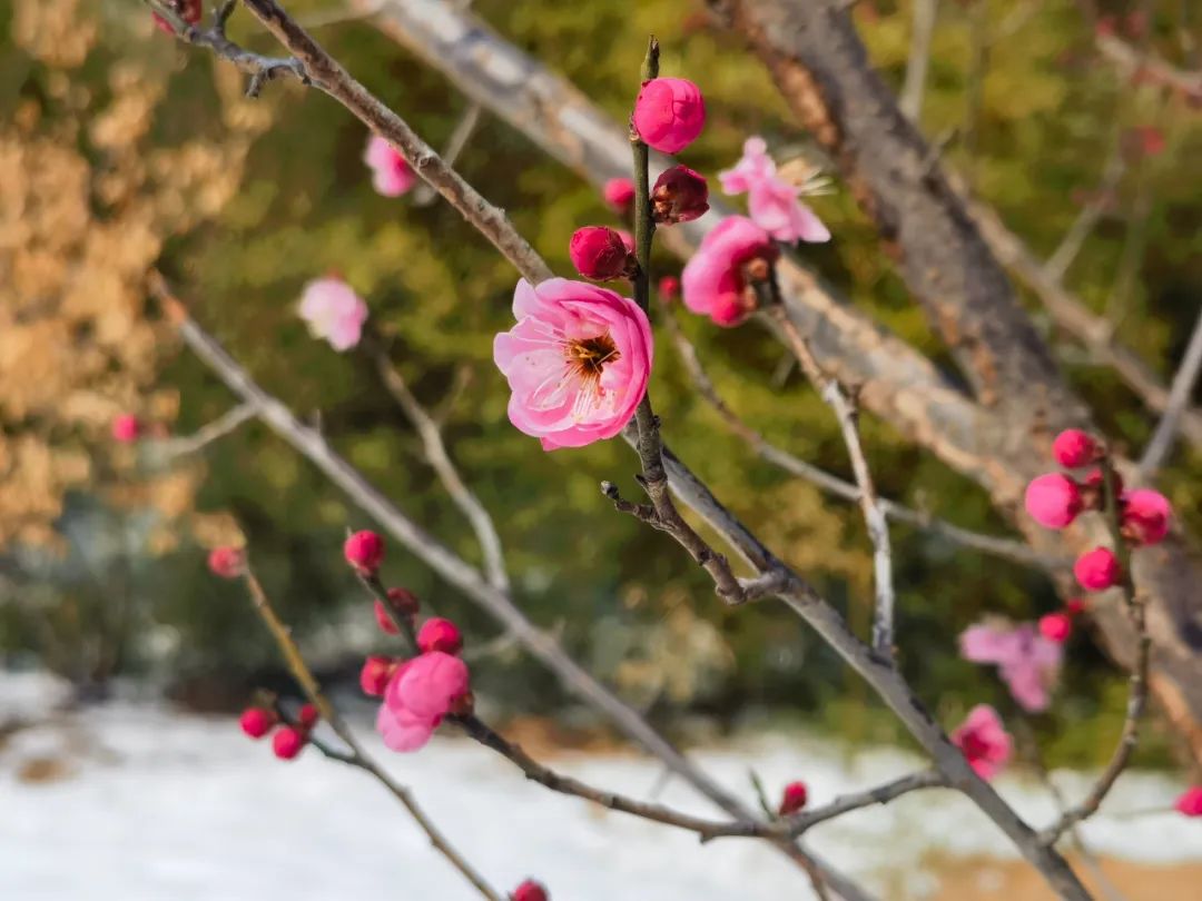 车轮上的春日诗行！来济南植物园开启自驾游春光行