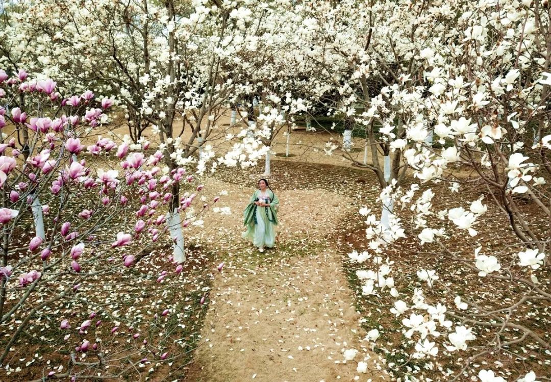车轮上的春日诗行！来济南植物园开启自驾游春光行