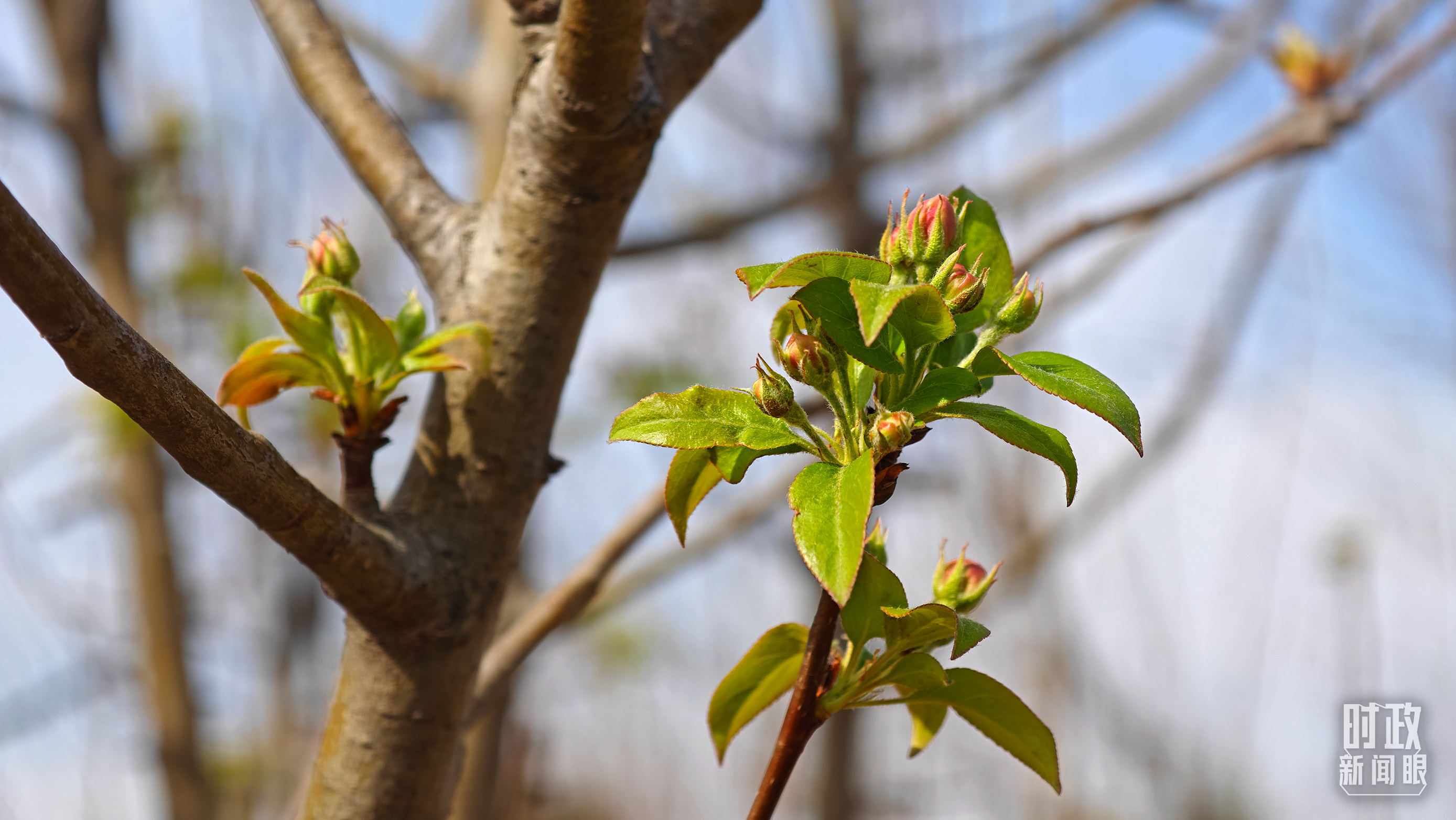 時(shí)政新聞眼丨參加首都義務(wù)植樹活動(dòng)，習(xí)近平為何強(qiáng)調(diào)這三個(gè)關(guān)鍵詞？