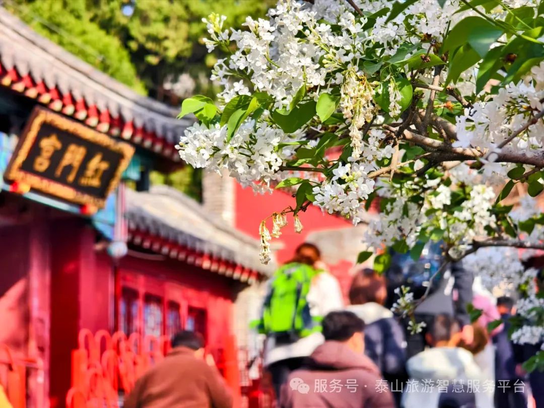 组图丨泰山景区花海盛放 绚烂美景醉人心扉