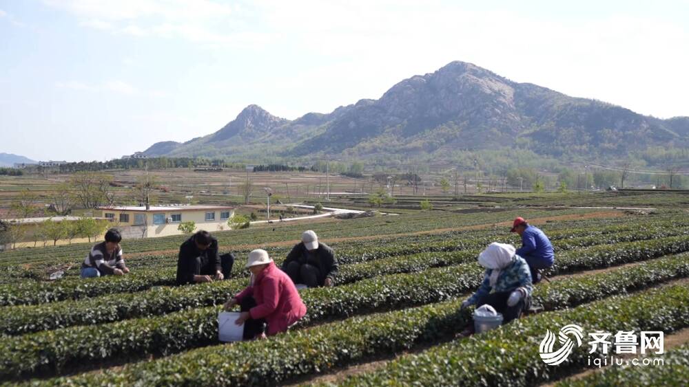 山东省日照市岚山区天气预报