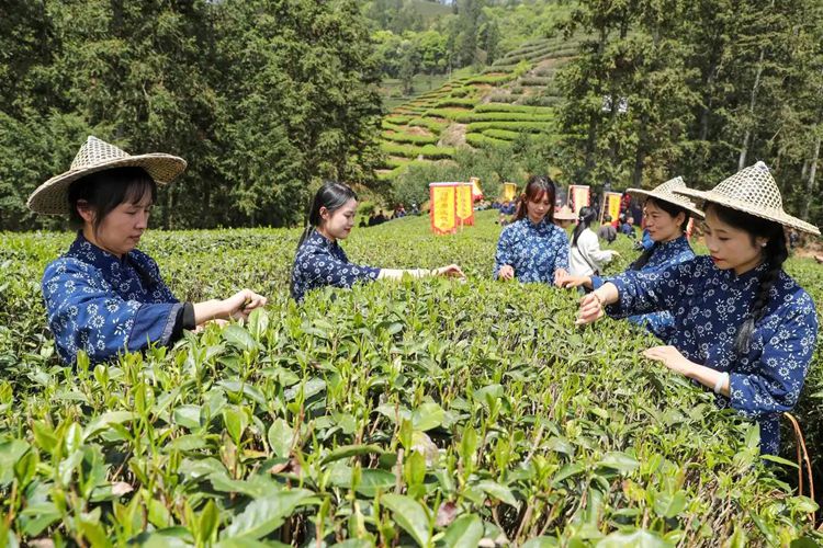 何以中國丨一茶興百業