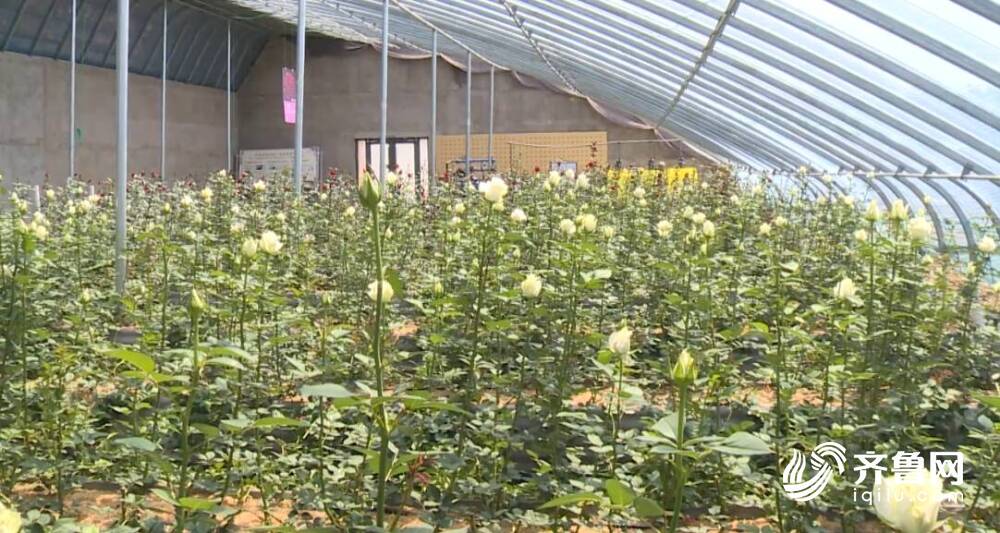 云南玫瑰种M6米乐app植专家到莒县招贤镇交流学习(图3)