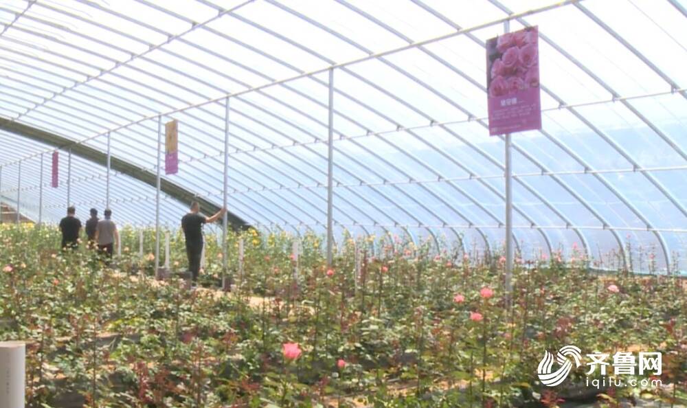 云南玫瑰种M6米乐app植专家到莒县招贤镇交流学习(图4)