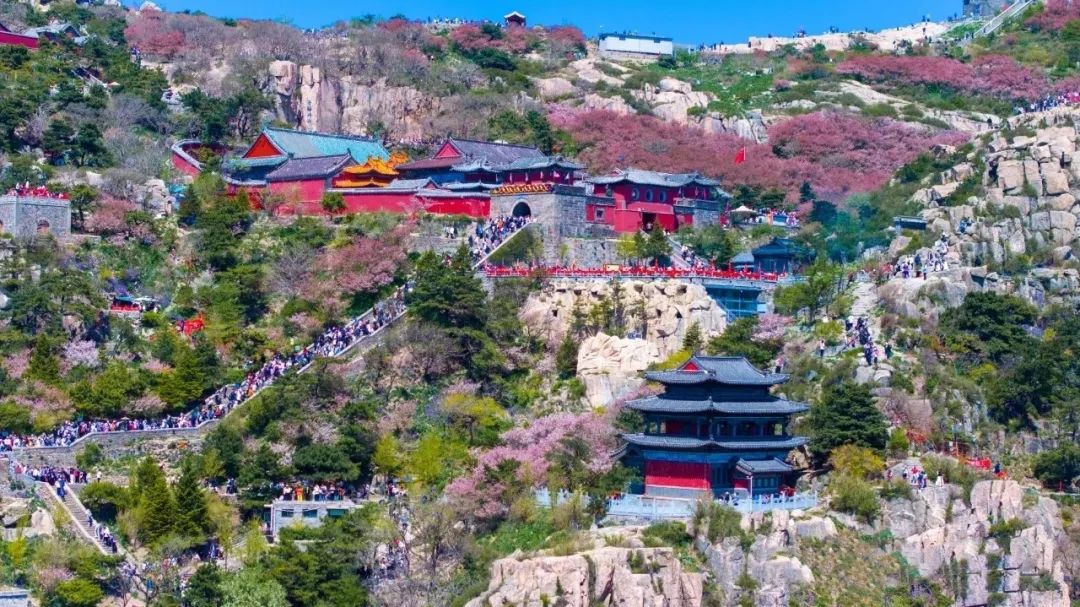 组图丨五月泰山海棠盛放 青山绿树间铺就梦幻花海