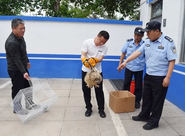 宁阳：一只野生雕鸮闯入鸡舍 已移交林业部门