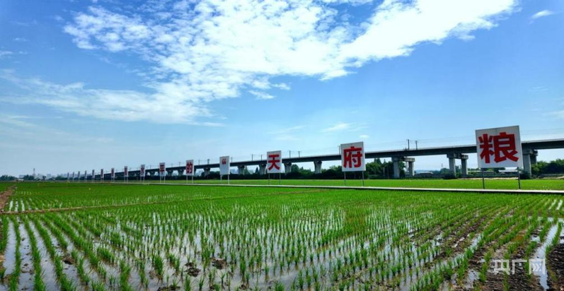 【牢記囑托·看見美好中國】藏糧于技 智慧護(hù)航“天府糧倉”