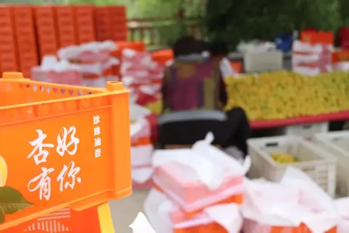 “杏”好有你！泰安徂徕镇珍珠油杏进入丰收期