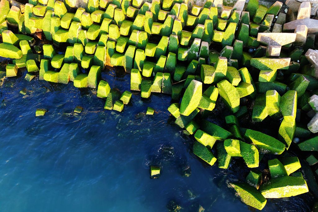 Breakwater covered in green algae in Qingdao_news_english_QiluNet