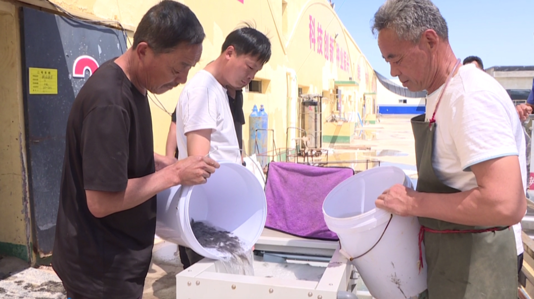 威海市文登区10万尾绿鳍马面鲀放流大海_威海民生_威海_齐鲁网