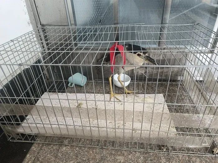 宁阳：群众捡到“怪鸟”长得不一般 警民共同救助