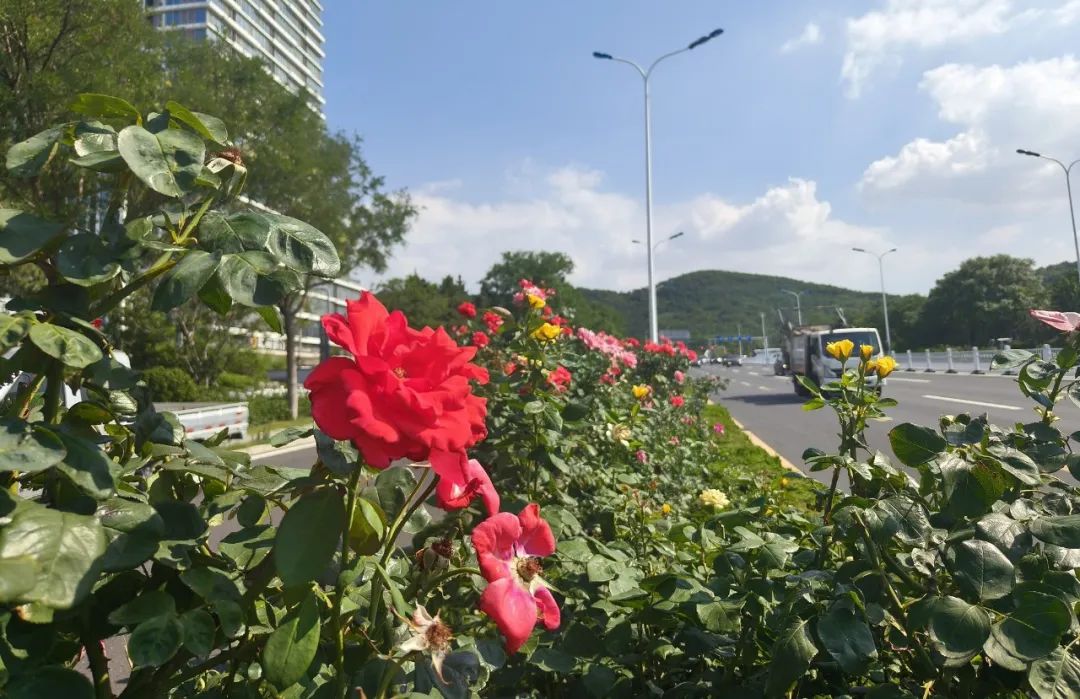 威海高新区“玫瑰大道”迎来今年第二次“爆花”