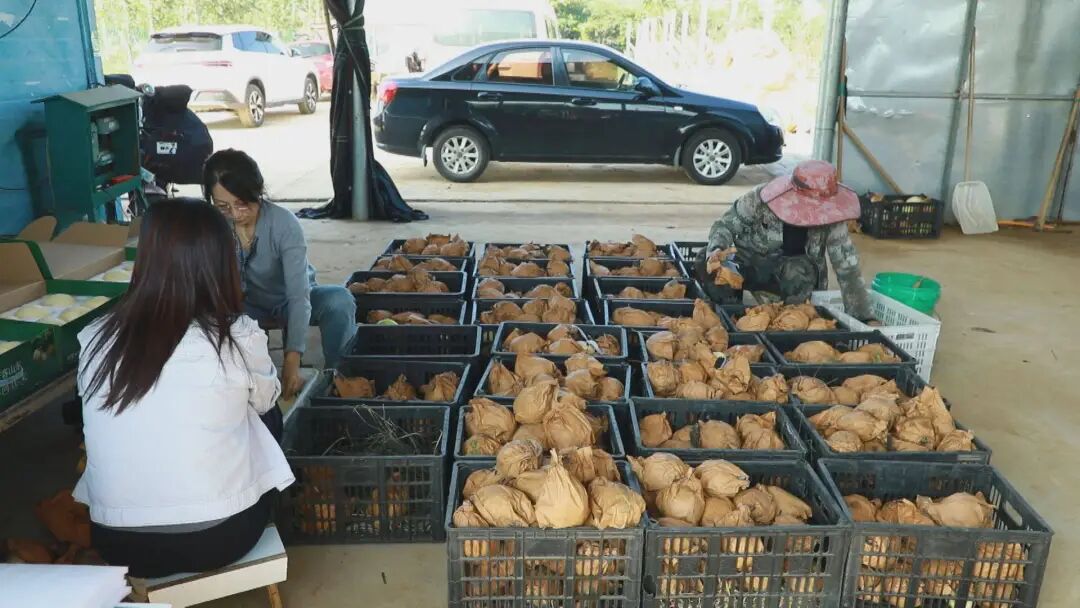 秋日好“丰”景丨宁阳县鹤山镇“梨中优等生” 丰收 晚熟更甜嫩