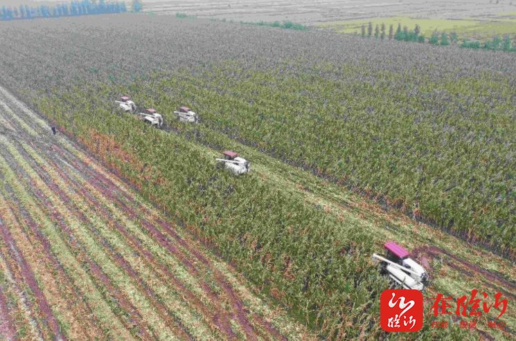 临沂多措并举开展秋粮抢收抢烘