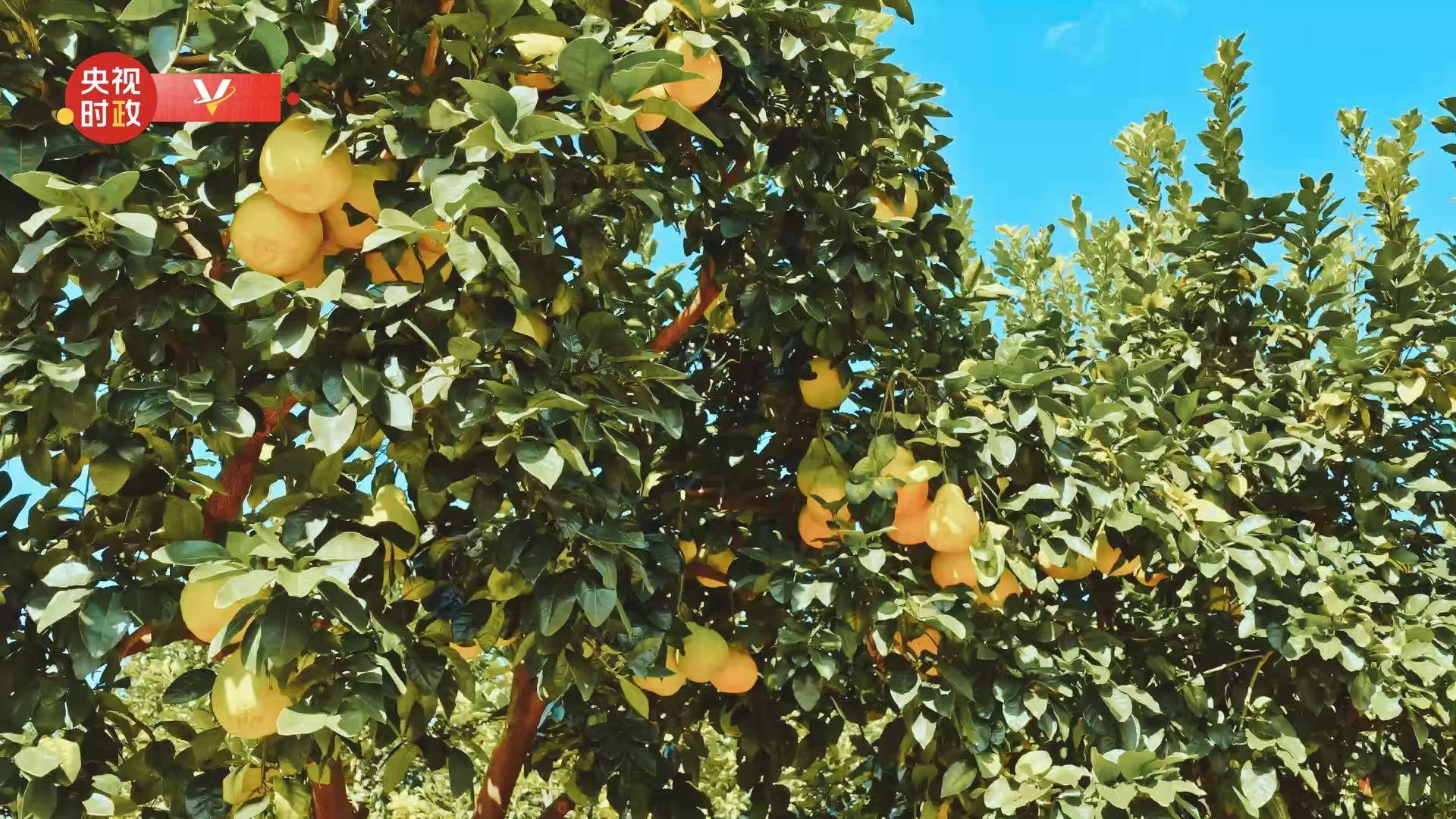 习近平广东行丨富民兴村“柚”产业——走进南福金柚种植基地