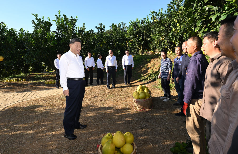 第一观察·瞬间|黄澄澄的柚子,沉甸甸的牵挂