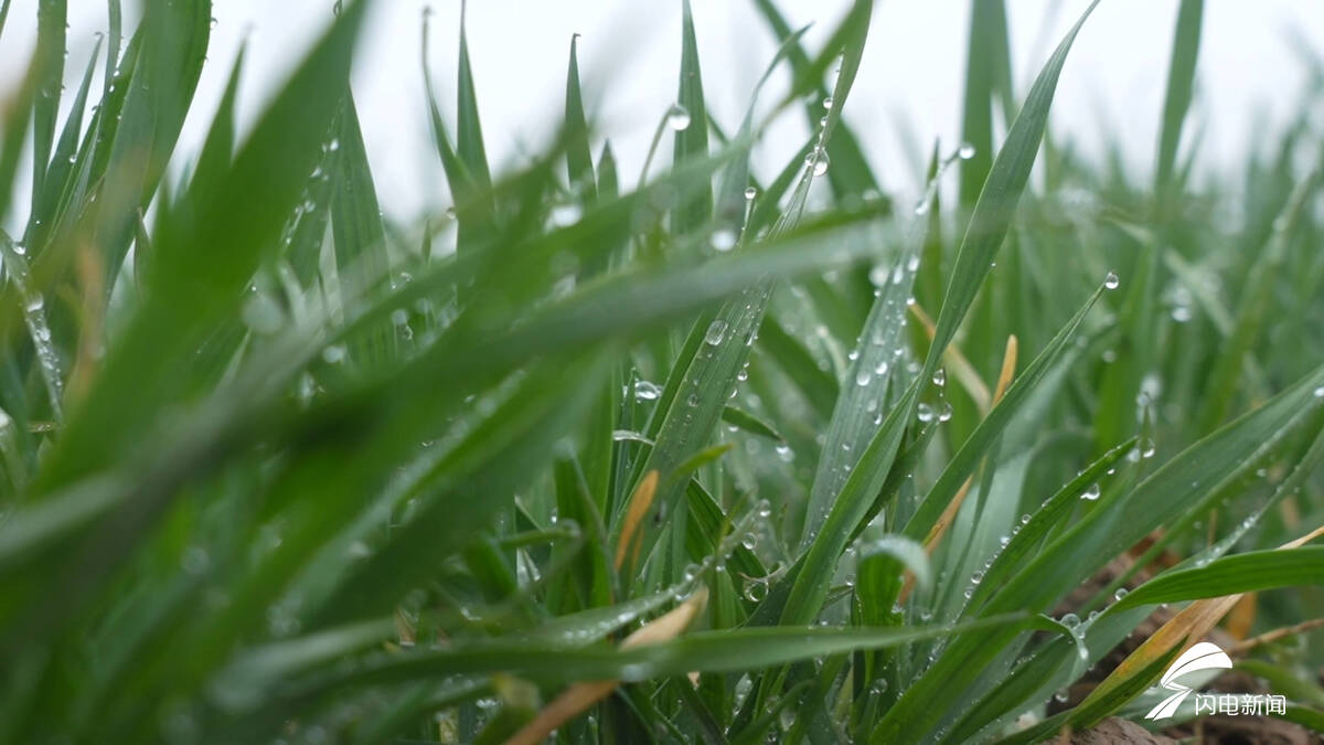 利于冬小麦返青！山东多地迎来马年首场降雨 2月28日至3月2日仍有降雨