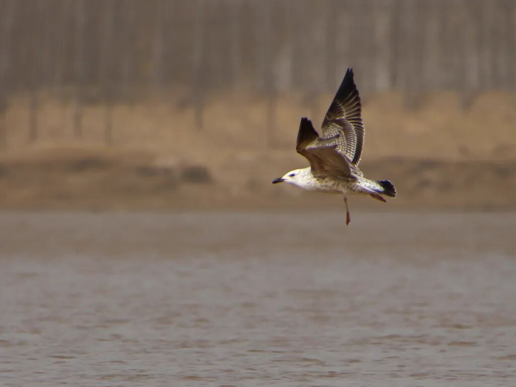 小黑背银鸥现身东平！为泰山区域鸟类第378个新记录