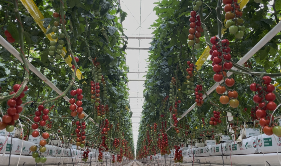累计供热近20万吉焦！山东省地矿局第二水文队地热助农打赢寒潮下的“番茄保卫战”
